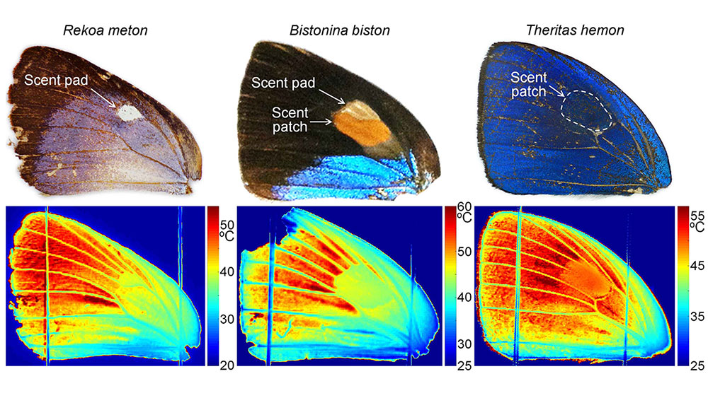 Butterfly Wing-temperature-distributions 1.jpg