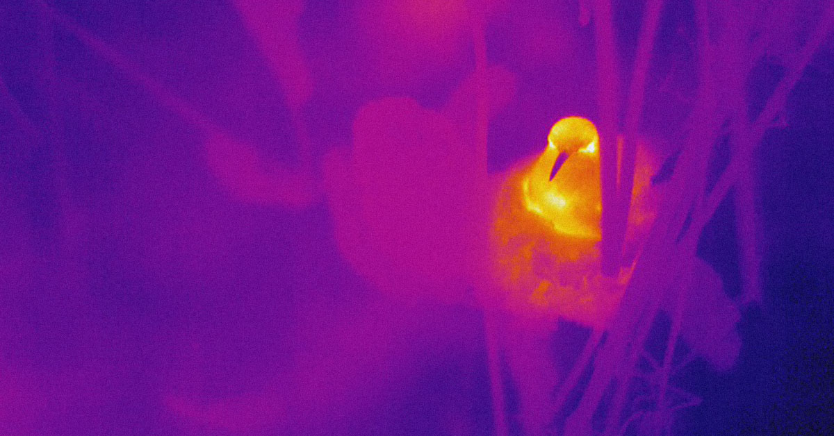 /globalassets/news/news-center/_blogmigrationfiles/loyola-marymount-using-flir-thermal-cameras-to-research-hummingbirds/thumb_v_hummingbird-primary.jpg