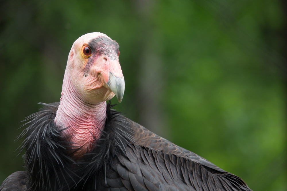 California Condor.jpg